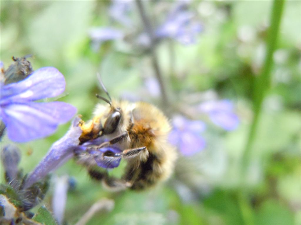 Osmia? No. Anthophora plumipes